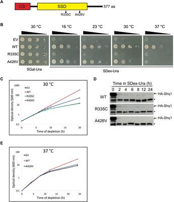 Human SHQ1 variants R335C and A426V lead to severe ribosome biogenesis defects when expressed in yeast